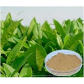 Green Tea Extract